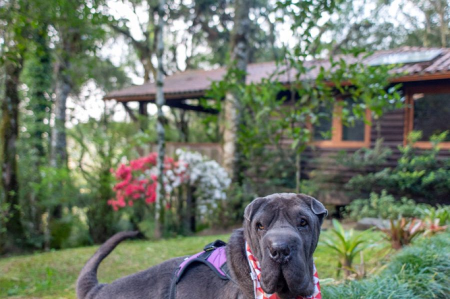 guiapetfriendly_PousadaDoEngenho-29